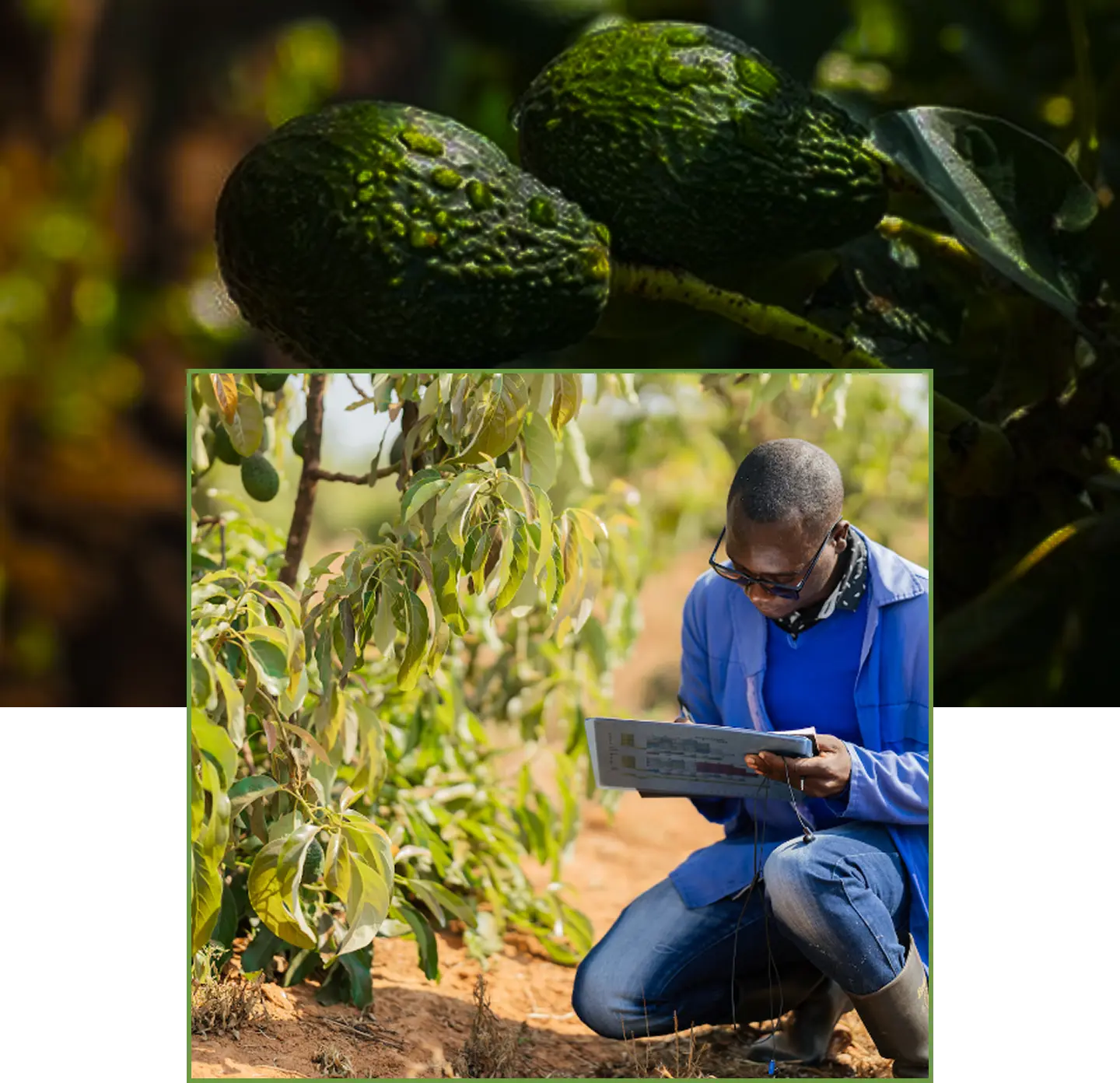 Commitment to quality avocados